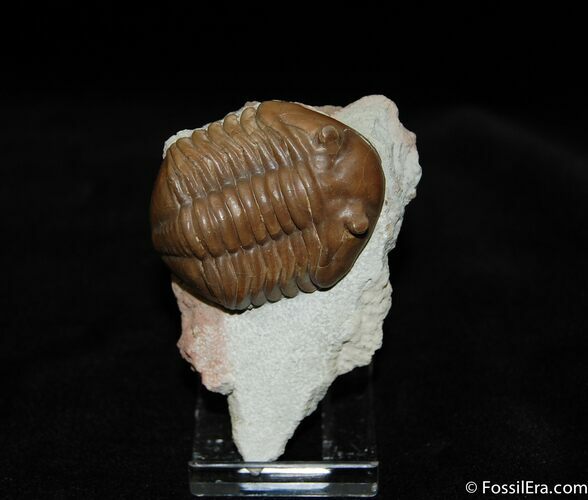 Dark Color D Asaphus Lepidurus Trilobite #464